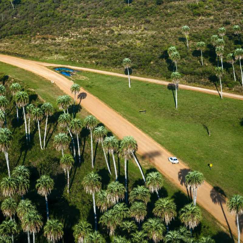 Vista aérea de palmares y un camino de tierra en el Parque Nacional El Palmar, cerca de Colón